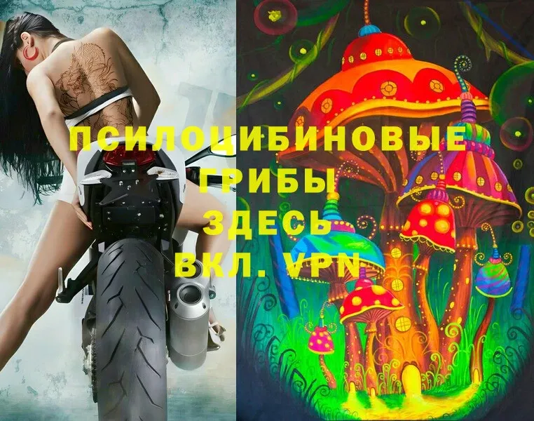 Псилоцибиновые грибы Psilocybine cubensis  хочу   Княгинино 